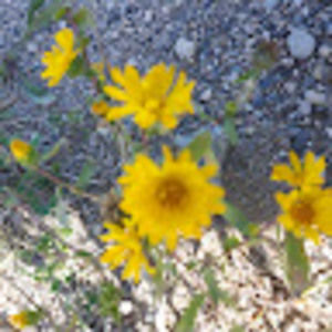 Meet your Posher, Dee